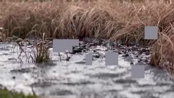 🐸 You’ve heard of toad in the hole… but what about frogs in the bog? Right now, Ballynahone Bog is hopping with common frogs as they gather to spawn. Each female can lay up to 4,000 eggs in a single spring, forming huge ‘rafts’ of jelly-like frogspawn. Depending on the weather, frogs can start spawning as early as December or as late as April, with tadpoles taking around 14 weeks to transform into tiny froglets. Find out how you can welcome them into your garden👉 https://loom.ly/pst5iEM (c) Ro