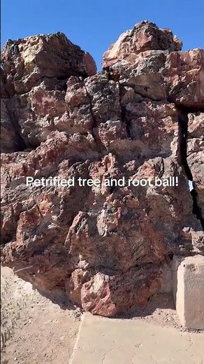 Petrified Wood – The Stone Tree | Amazing Fossilized Tree