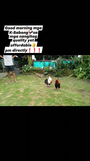 2.2K views · 23 reactions | Arats na mga K-Sabong #JoKriz Gamefowl | JoKriz Gamefowl | Facebook