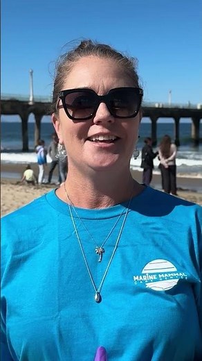 Rehabilitated sea lions released back into ocean at Manhattan Beach