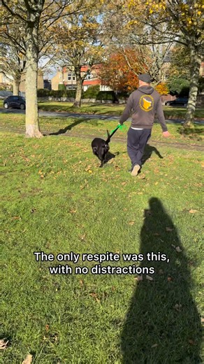 Dog aggressive Cane Corso, also people reactive! #canecorso #italianmastiff #aggressivedog #reactivedog #dogtraining | Big Dog Fellas