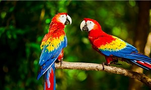 Scarlet macaw - Alchetron, The Free Social Encyclopedia
