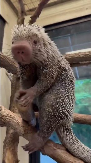 Istrice Brasiliano 🦔 Vita nella Giungla! Animale Acquatico Straordinario (Myocastor coypus)