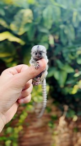 The teeniest tiniest monkey ever 🙈 | Furry Tails