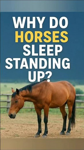 Why Do Horses Sleep Standing Up? The Real Reason Explained#shorts