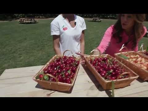 How to Pick the Perfect Cherry | California Live | NBCLA