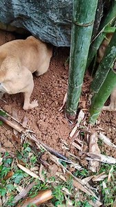 What's under there, Dogs digging like pros 🐕 #Dogs #Dog_Digging #Cute_Dogs | Nour-eddine Ibbou - نورالدين إيبو