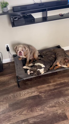 Big Daddy Singing and Praise Moments