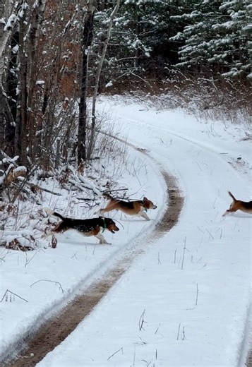 Exploring River Bottom Beagles and Their Skills