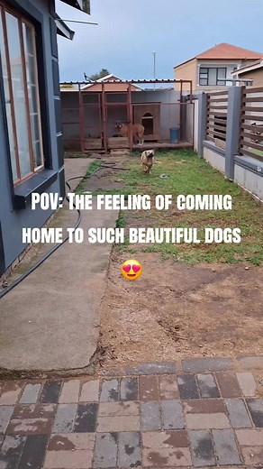 Stunning Boerboel Puppy: A Heartwarming Homecoming