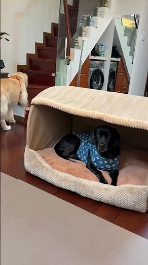 Dogs take turns in cozy bed in Jiangsu, China