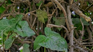 A cut leaf sways in the wind against the background of a plant with dry branches. Hedera helix,European ivy, the common ivy, English ivy, simple ivy. The wind moves the plant, the camera does not move Stock Video