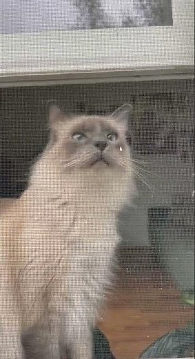 Burmese cat REACTS to owner coming home