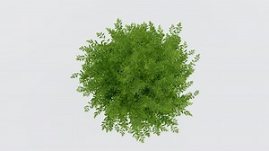 Tree Top View Plant Landscape Architecture Stock Footage Video (100% Royalty-free) 3638611757 | Shutterstock