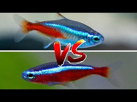 Neon Tetra VS Cardinal Tetra – WHICH IS BETTER??