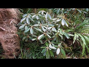 10 Small Evergreen Shrubs For Tight Spaces