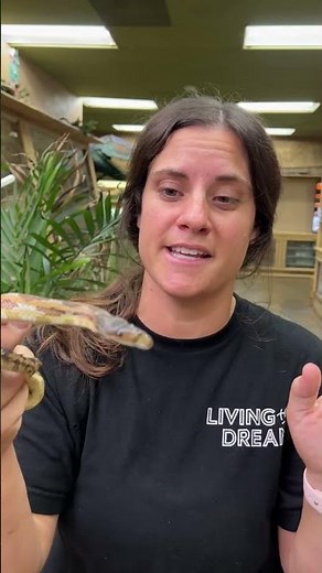 Meet our TWO-HEADED Rat Snake! 🐍🐍 This is one of the rarest reptiles you’ll ever see🤯