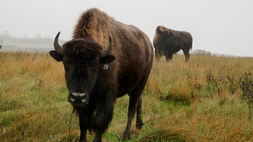 Standing Rock Sioux Tribe works to expand buffalo herd, revive culture