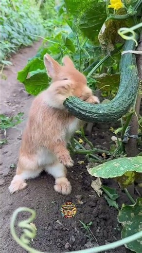 “Adorable Bunny Eating Cucumber in the Garden 🐰🥒”#CuteBunny #BunnyInGarden #AnimalFactsUZ