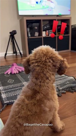 Watching cartoon #cavapoo #cutedog #shorts