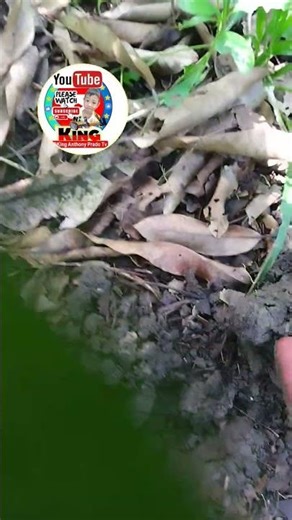 Al Farm Metal Detecting. Ep.16 #relichunting