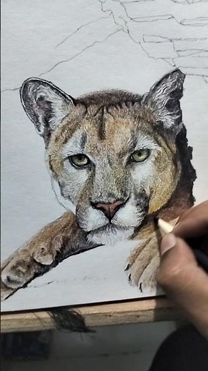 wildlife colour pencil art of puma , how to draw