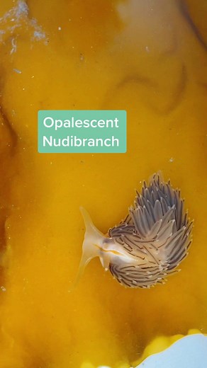 Discover the Opalescent Nudibranch: A Cute Sea Slug