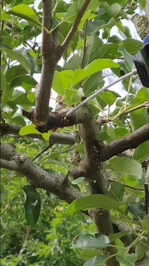 Apple tree #bug control