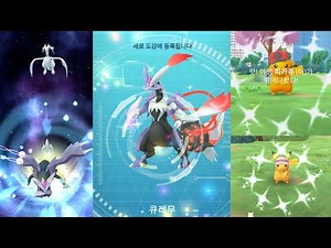 White Kyurem combines! What are the special plane's field effects? New Taipei Hana Tour Day 1! [P...