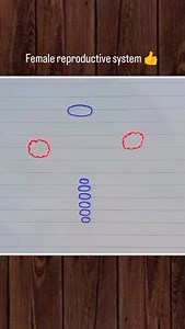 Female reproductive system diagram 👍 #reelsinstagram #reelsindia #reelsvedio #shorts #artwork #drawing #biology #neetexam | ankit_rock9