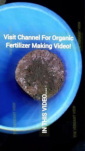 നിങ്ങൾ ഞെട്ടും ഈ ഒരു വളത്തിന്റെ റിസൾട്ട്‌ കണ്ട് ! #shorts #viral #youtubeshorts #trending #explore