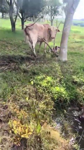 How did she give birth underwater?