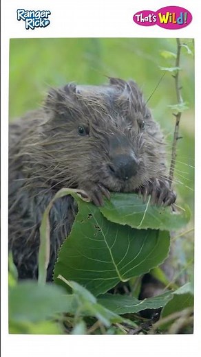 What do beavers eat? #kidslearning #beavers #naturevideo #animalsforkids #animalfacts