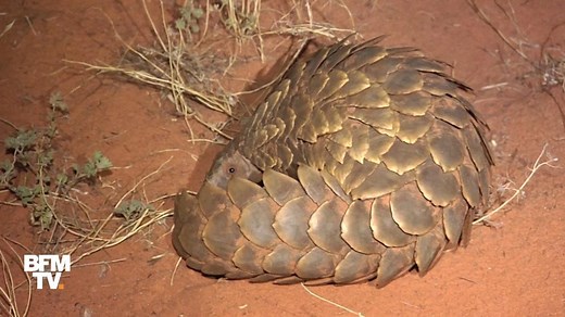 Le pangolin d’Afrique, l’animal le plus braconné du monde