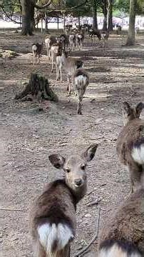 奈良公園で鹿の大集団に遭遇したのでついていった