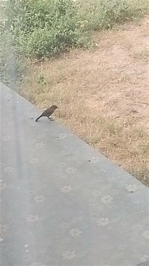 Bird's #feeding#and#animals#sounds