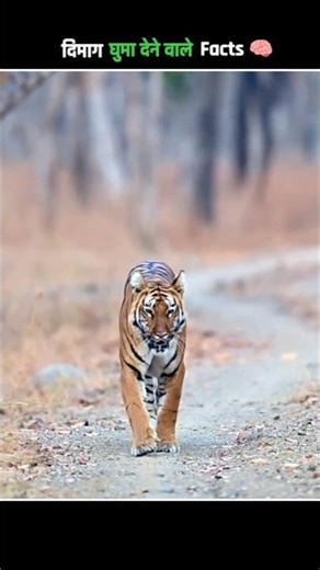 Why Tiger Copy The Sound Of Deer