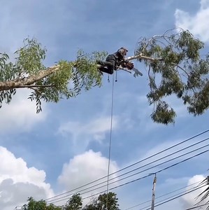 A brave man with his professional skills cutting tree stand cover the road | johnnyringer
