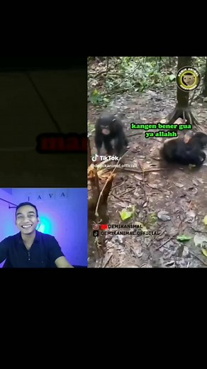 Java Channel on TikTok