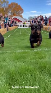 15K views · 255 reactions | LADIES & GENTLEMEN… The fastest Rottweiler puppy in the universe is READY TO RUN!  #Rottweiler #RottweilerPuppy #PuppyRace #DogRace #RottieLove #PuppyRun #DogReels #PuppyReels #DogFun #FunnyDogs #PetVideos #ViralDog #DogsOfInstagram #CutePets #DogLovers #RottiePuppy #PuppyLife #DogCommunity #PetReels #EpicPets | Dogs are Rottweiler | Facebook