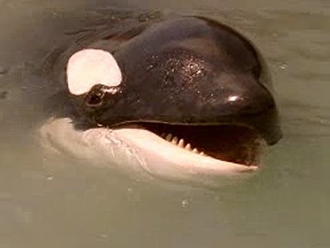 Free Willy: Escape from Pirate's Cove - Available Now on Blu-ray/dvd