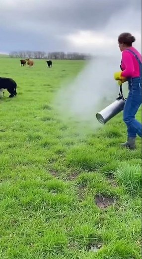 Series 312 Frozen Wolf Attack Watch the wild pack in action #wildanimals #wolves #nature