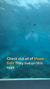 43K views · 156 reactions | Beneath the waves The Muraka is a...