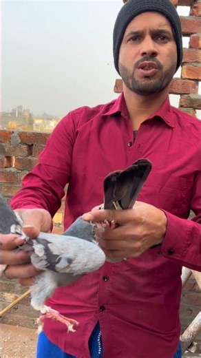 Learn to pair pigeons, watch the video till the end #pigon #bird #animals #training #viralshorts ...