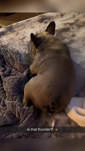 Funny and Clever Dog Tricks You Must See!