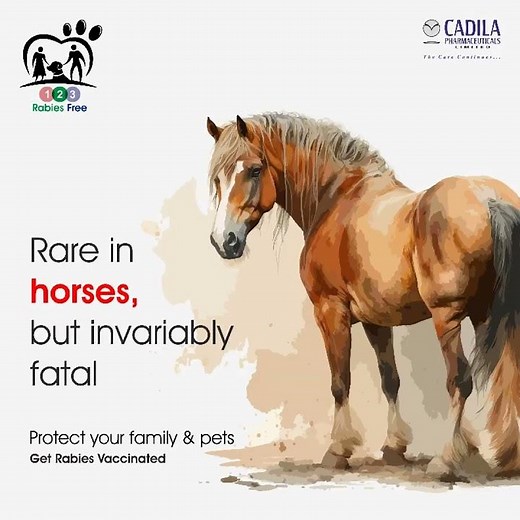 Which animals can cause rabies?