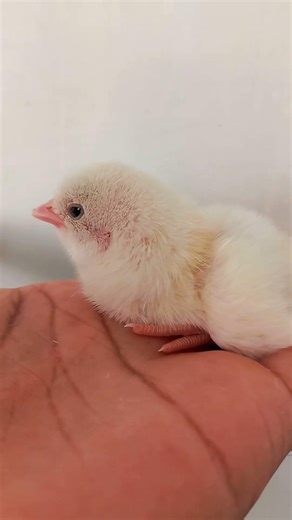 Baby chicks chirping asmr #babyanimal #asmr #birdsounds #shorts