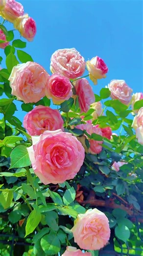 These pink roses are absolutely stunning #blooms #garden #aesthetic