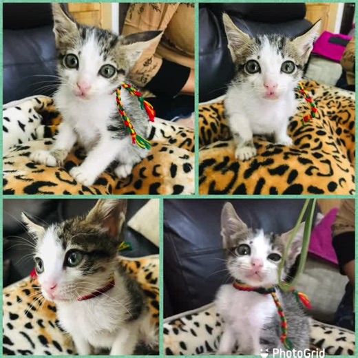 14 shares | Caso Externo Hola soy PANCHITO y quiero ser tu amiguito...