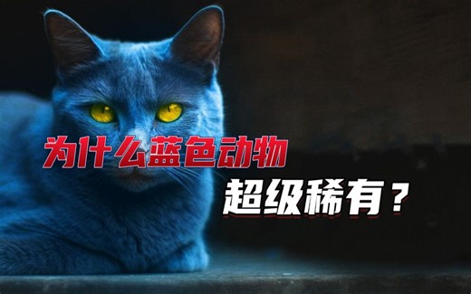 为什么蓝色的动物超级稀有？是什么在决定动物的颜色